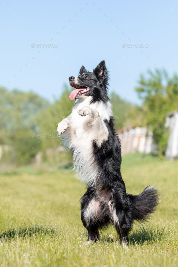 B fashion collie running